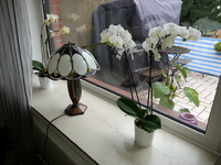 k-orchidee.webp