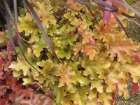 Bilda 0372.webp