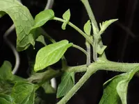 tomate_matinchen_geiztrieb_aus_blatt.webp