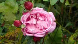 DSCN6052.webp