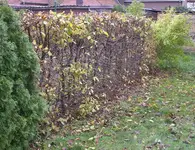 IMGP5756.webp