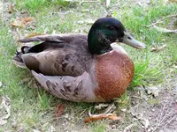 Copy of IMG_1595v.webp