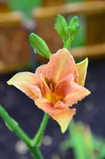 DSC_0537.webp