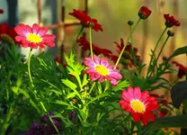 rote Margerite mit einem letzten Sonnenstrahl_1024.webp