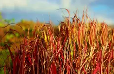 Gras Red Baron2_1024.webp