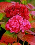 Hortensie in schönster Herbstfarbe.JPG