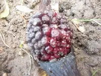 CIMG3525.webp