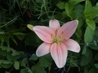 CIMG7338.webp