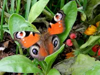 Schmetterling_0004.webp