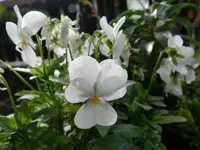 02-Stiefmütterchen.webp