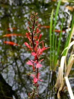 04-Wasserlobelie.webp