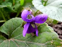 03-Veilchen.webp