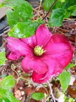 08-Clematis.webp
