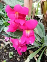 09-Löwenmäulchen.webp