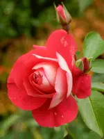 13-Rosen.webp