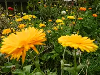 15-Ringelblumen_0004.webp