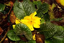 _Primel gelb.webp