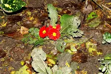 _Primel orange.webp
