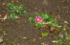 _Primel pink.webp