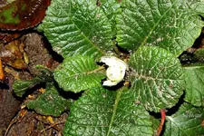_Primel weiss.webp