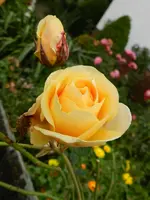 16-Rosen.webp