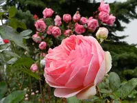 18-Rosen.webp