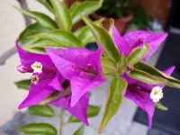 19-Drillingsblume.webp