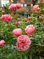 20-Rosen.webp