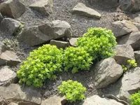 006.webp