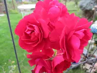 IMG_0040.webp