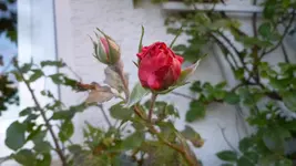 P1100626.webp