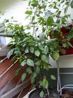 SAM_2247a.webp