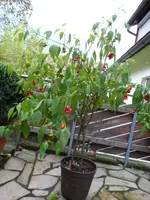 SAM_2244a.webp