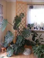Monstera.webp