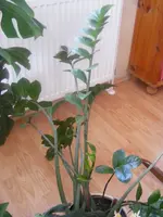 Zamioculcas.webp