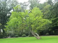 132.webp