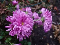 22-Winterchrysanthemen.webp