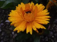 27-Ringelblumen.webp