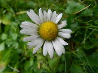 26-Gänseblümchen.webp