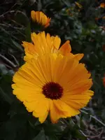 28-Ringelblumen.webp