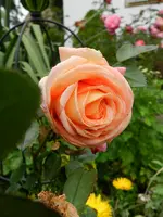 29-Rosen.webp
