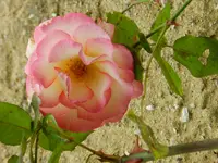 30-Rosen.webp