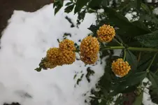 2013_1111Herbst0008.webp