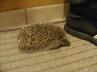 Igel2 9.11.2013.webp