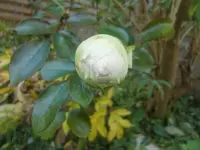 CIMG3520.webp