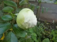CIMG3521.webp