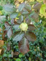 CIMG3522.webp