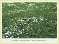 130603tgnt-bodnant-gardens-42-daisy-buttercup-lawn.webp