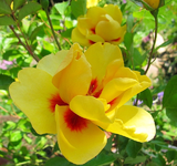 eyeconic_.webp