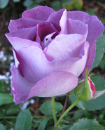 blue for you_.webp